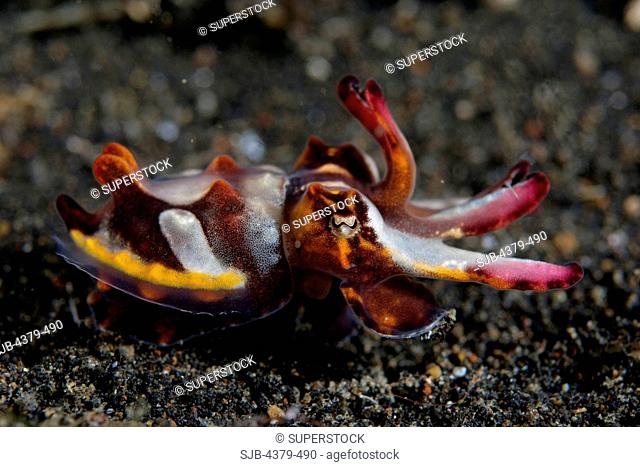 A flamboyant cuttlefish, Metasepia pfefferi, at Kungkungan Bay Resort, Lembeh Strait, Sulawesi, Indonesia. This is the only known poisonous cuttlefish