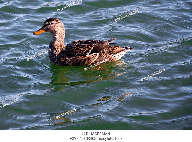 Female Mallard duck swimming in a deep green lake side view