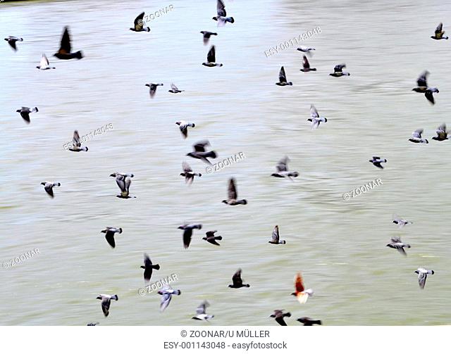 Flock of birds in flight with water in the background
