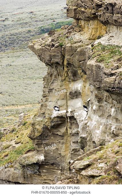 Andean Condor Vultur gryphus two adults, standing on cliff roosting ledge in habitat, Patagonia, Chile, november