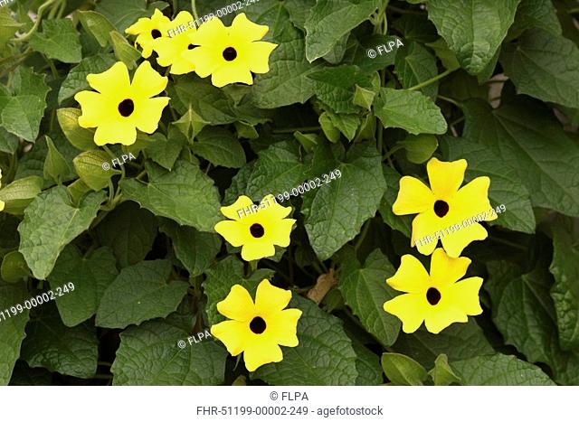 Black-eyed Susan Vine Thunbergia alata Flowering