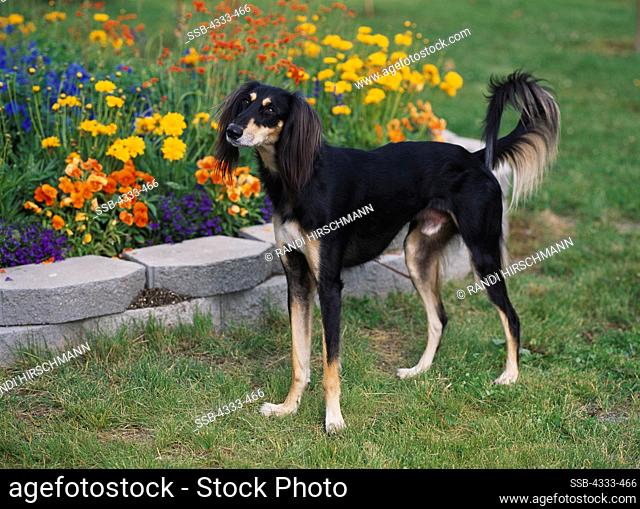 Saluki, AKC, 3-year-old 'Sulayman' photographed in Palmer, Alaska and owned by Lelah Dobson of Anchorage, Alaska