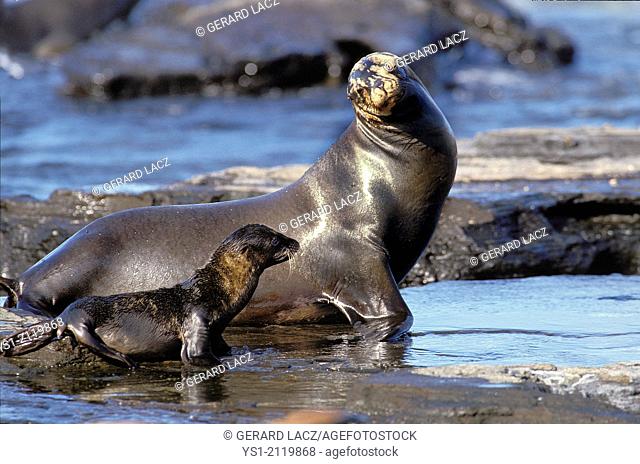 Galapagos Fur Seal, arctocephalus galapagoensis, Mother and Pup, Galapagos Islands