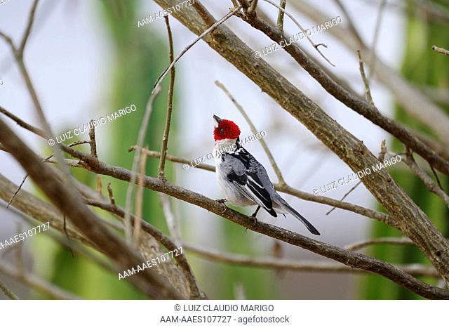 Red-cowled Cardinal (Paroaria dominicana), of Caatinga vegetation at Hotel Farm Pai Mateus, near Cabaceiras town, Para?ba State, Northeastern Brazil