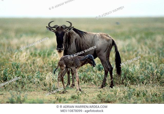 Wildebeeste - mother given birth to baby
