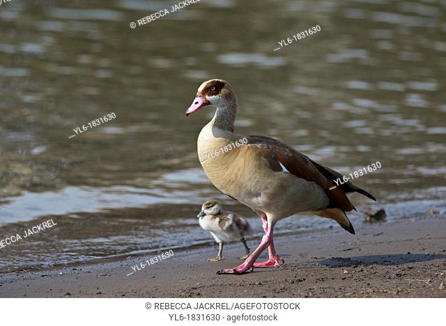 An Egyptian goose walks with her chick on the shore of a lake in Ethiopia