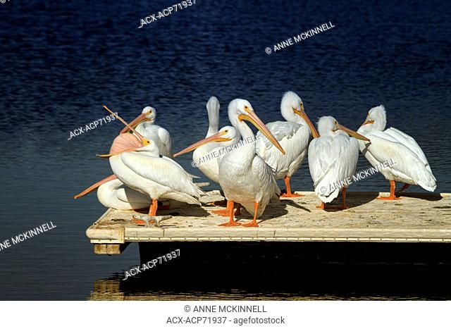 American White Pelicans at the Salton Sea, California