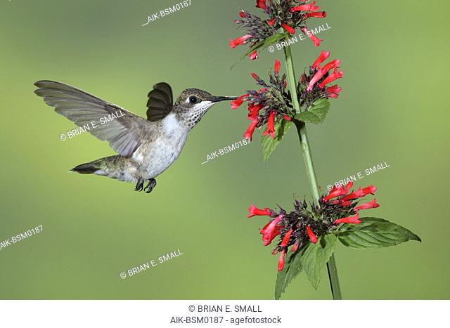 Adult female Black-chinned Hummingbird (Archilochus alexandri) in flight against a green natural background in Brewster County, Texas, USA