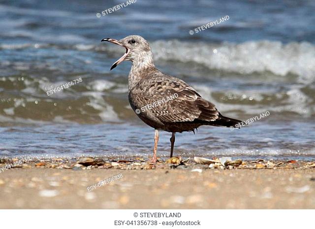 Juvenile Greater Black-backed Gull (Larus marinus) calling by the Atlantic Ocean