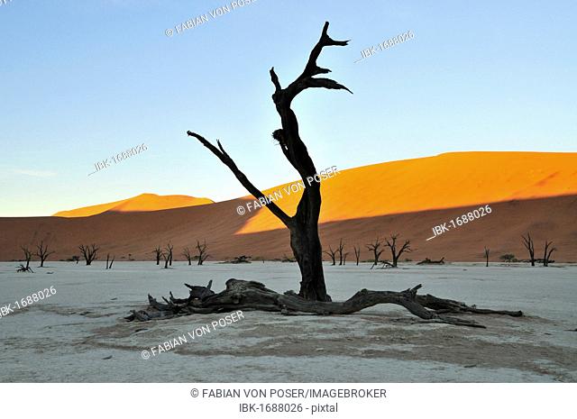 Dead tree in Deadvlei in the morning light, Namib Desert, Namib Naukluft Park, Namibia, Africa