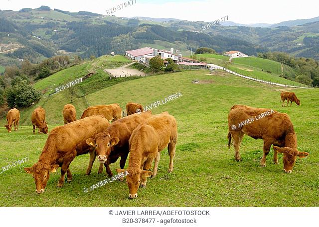 Cattle. Lazkaomendi. Gipuzcoa Province. Basque Country. Spain