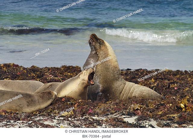 Male australian Sea Lion in the Seal bay on Kangaroo Island Australia