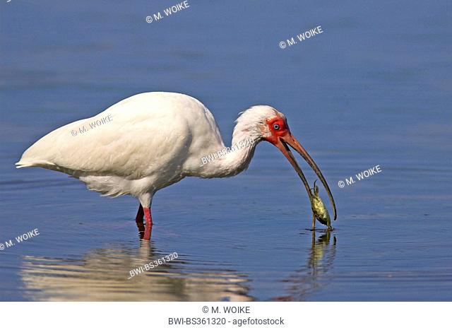 white ibis (Eudocimus albus), eating a crab, USA, Florida, Sanibel Island