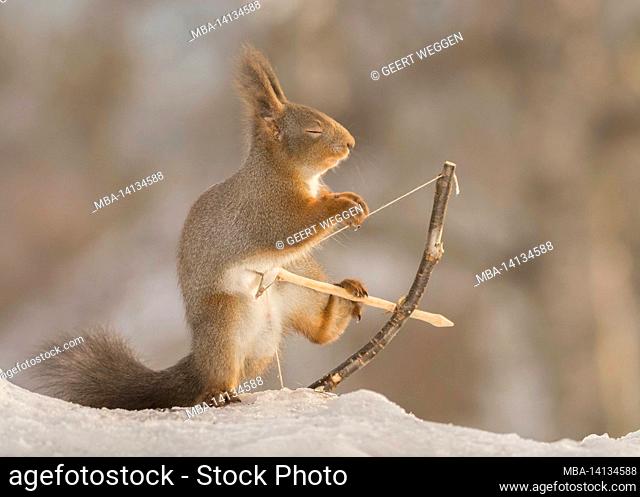 close up of red squirrel standing with a bow and arrow in snow and closed eyes