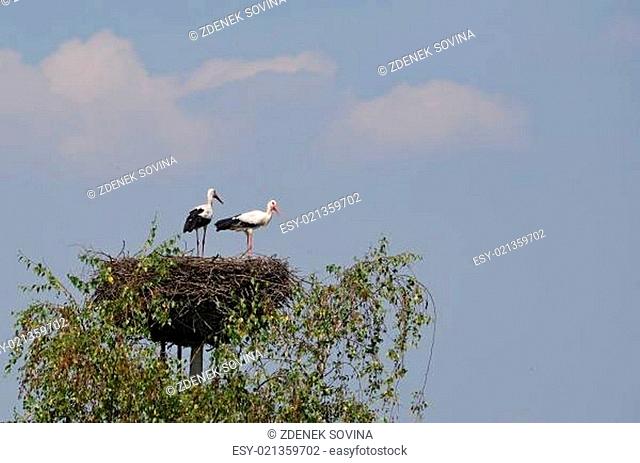 bird white stork