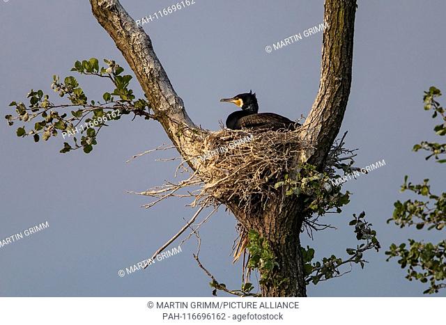 Great Cormorant (Phalacrocorax carbo), breeding adult bird sitting on nest, Mecklenburg-Western Pomerania, Germany | usage worldwide