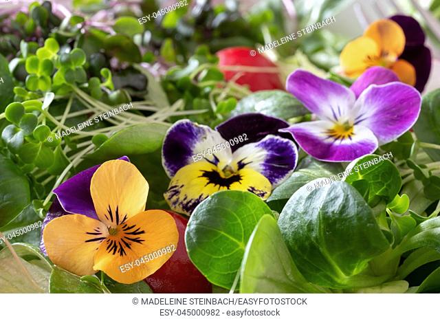 Detail of a spring salad with edible flowers - pansies and fresh broccoli and kale microgreens