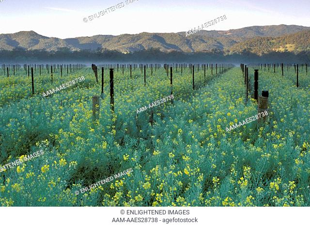 Morning light over mustard flowers blooming in spring in a vineyard in the Napa Valley, near Yountville, Napa County, California