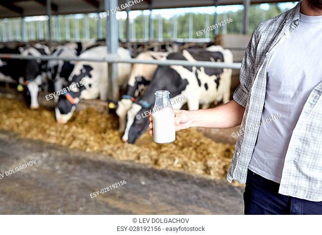 agriculture industry, farming, people and animal husbandry concept - close up of young man or farmer with cows milk in bottle at cowshed on dairy farm