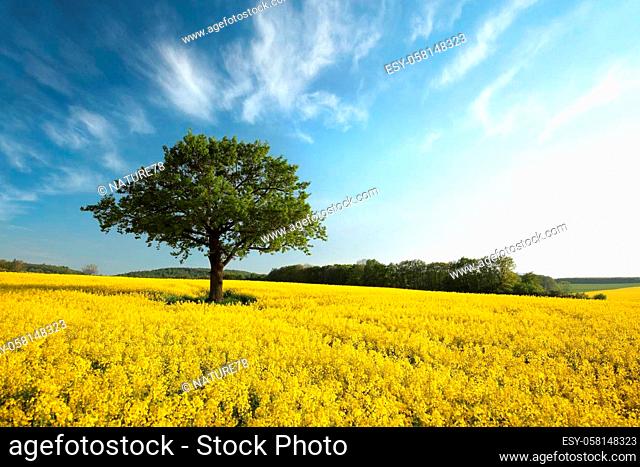 Tree on a blooming rapeseed field