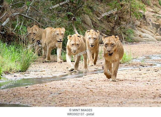 A pride of lions, Panthera leo, walk in a river bed towards camera, looking out of frame, ears back