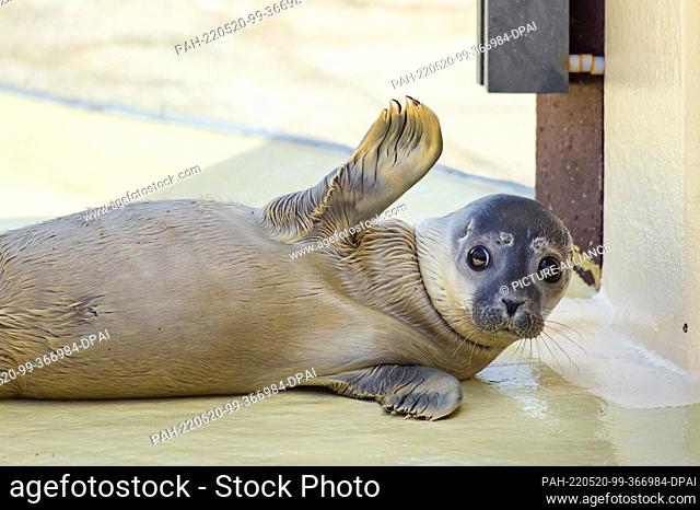 20 May 2022, Schleswig-Holstein, Friedrichskoog: The seal ""Meike"" lies for the first time after the quarantine of the young animal at one of the outdoor pools...