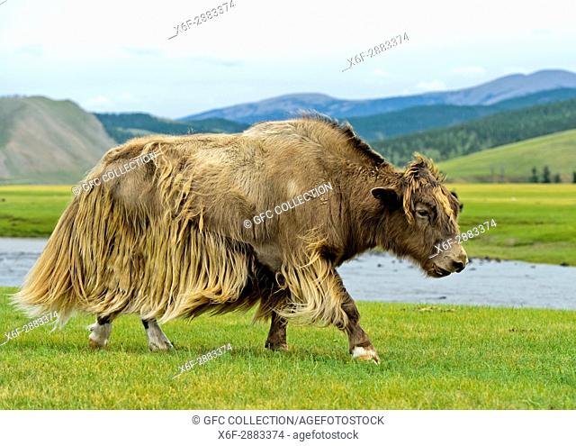 yak (Bos mutus) with long light brown fur, Orkhon Valley, Khangai Nuruu National Park, Oevoerkhangai Aimag, Mongolia