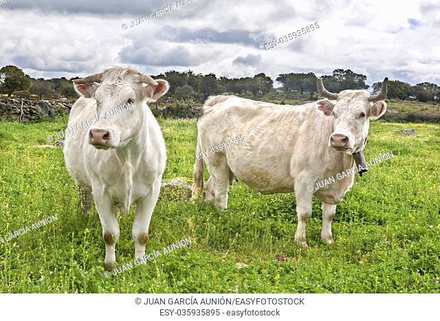 Two charolais caws grazing at Salor countryside, Caceres, Spain. Charolais is a beef originated in Charolais, around Charolles, in France