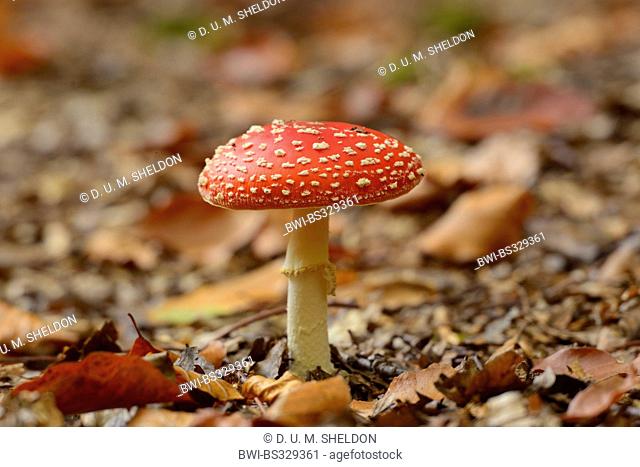 fly agaric (Amanita muscaria), on forest floor, Germany