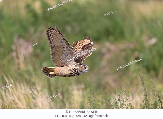 Eurasian Eagle-owl (Bubo bubo) adult, in flight, August (captive)