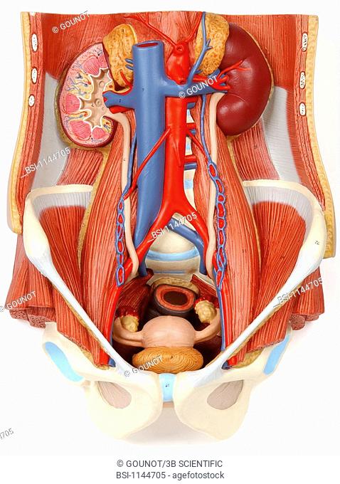 ANATOMY, URINARY TRACT<BR>Model of the anatomy of the urinary tract of a female adult human body, anterior view.  The deep organs can be seen here thanks to the...