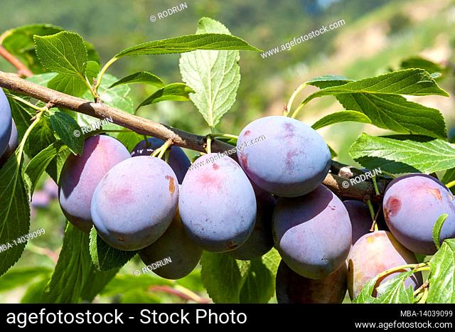 germany, baden-wuerttemberg, vogtsburg im kaiserstuhl, plum trees, prunus domestica, rose family rosaceae, plum growing area in the kaiserstuhl cultural...