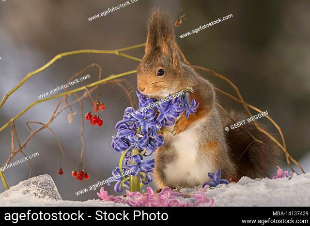 close up of red squirrel standing on ice and snow with a hyacinth