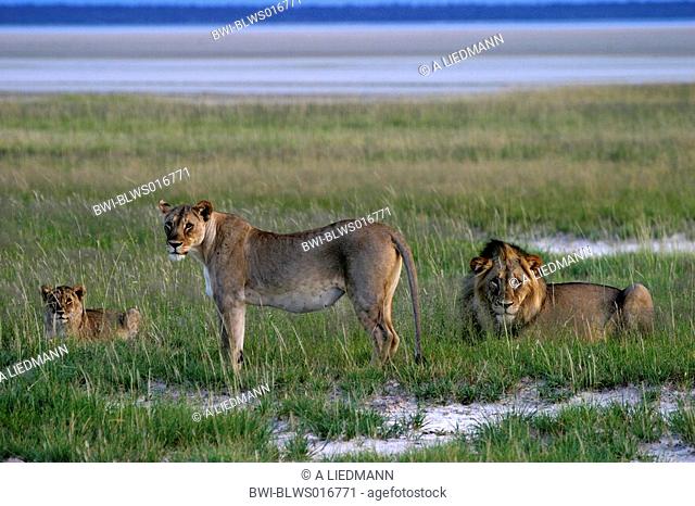 lion Panthera leo, family, Namibia