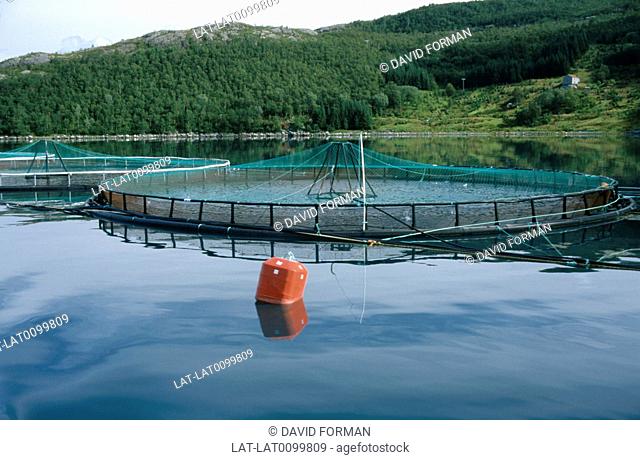 Fish farming involves the raising of fish in pens or tanks. Increasing demands on wild fisheries by commercial fishing operations have caused widespread...