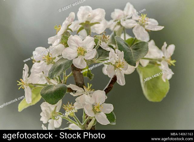close up of blossoms on apple branches