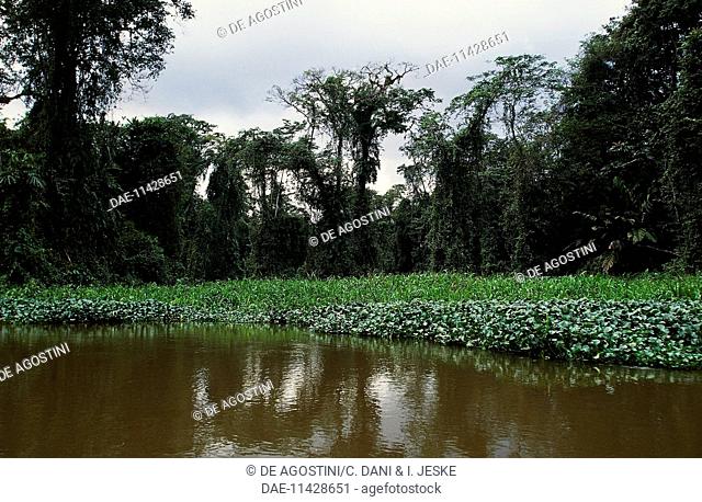Rainforest, Tortuguero National Park, Limon, Costa Rica