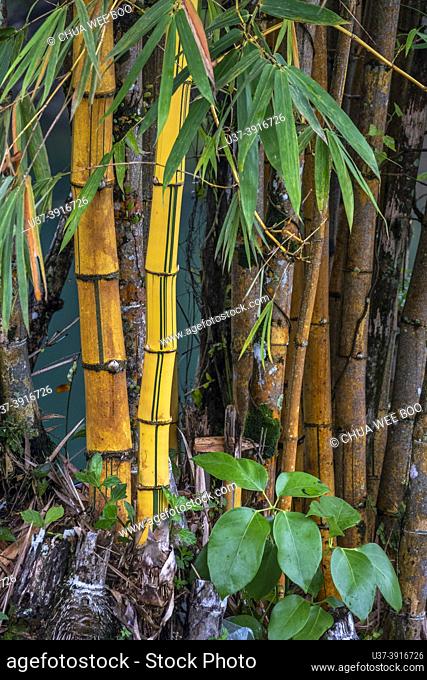 Yellow bamboos at Bau Lake (Tasik Biru), Sarawak, East Malaysia, Borneo