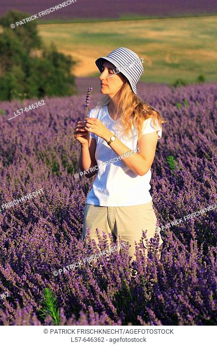 Lavender (Lavandula angustifolia), woman standing in filed of Lavender, enjoying scent of Lavender, Vaucluse, Provence, France