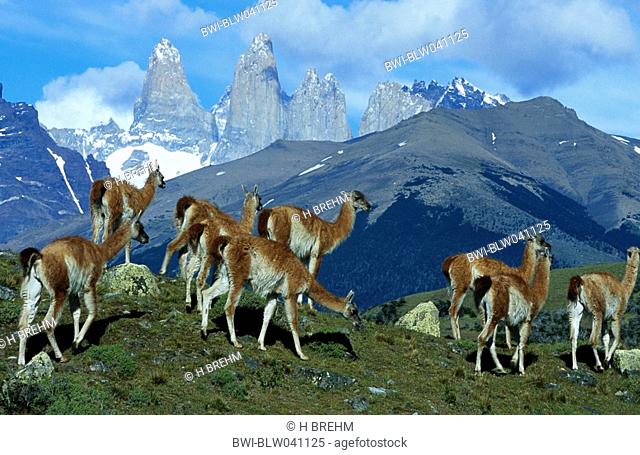 guanaco Lama guanicoe, group in front of the Towers of Paine, Chile, Torres del Paine National Park