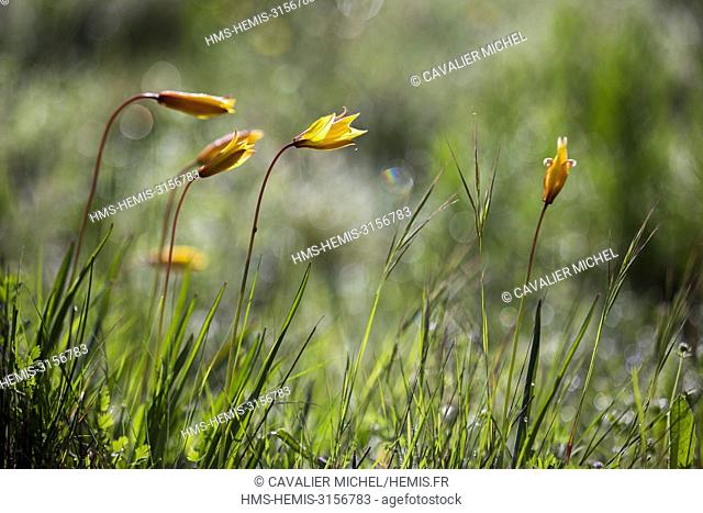 France, Var, Vidauban, National Nature Reserve of the Plaine des Maures, woodland tulip (Tulipa sylvestris)