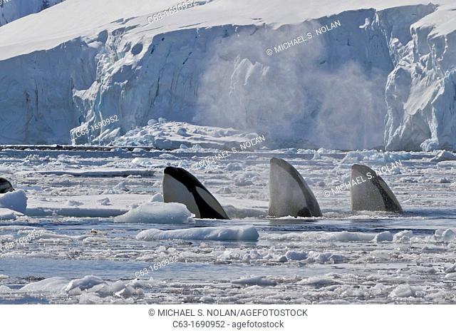 A small pod of Pack Ice Type B killer whales Orcinus orca finding a leopard seal Hydrurga leptonyx on an ice floe in Dorian Bay 64º 46 85' S 63º 28 25'W near...