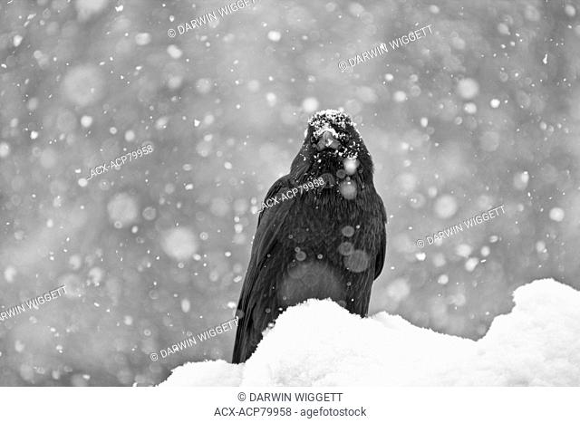 Commom Raven (Corvus corax) in snow, Jasper National Park, ALberta, Canada