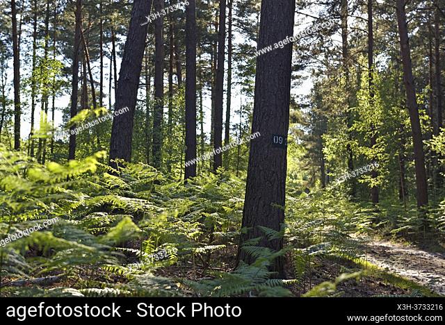 ferns in undergrowth, Forest of Rambouillet, Haute Vallee de Chevreuse Regional Natural Park, Yvelines department, Ile de France region, France, Europe