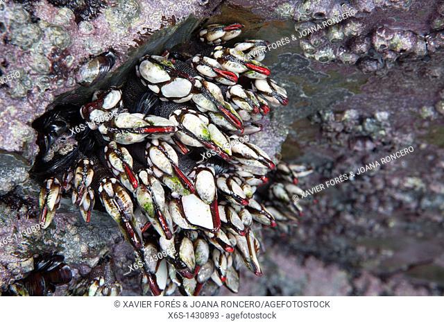 Goose neck barnacles, goose barnacles or leaf barnacles -Pollicipes pollicipes-, Ribadeo, Galicia, Spain