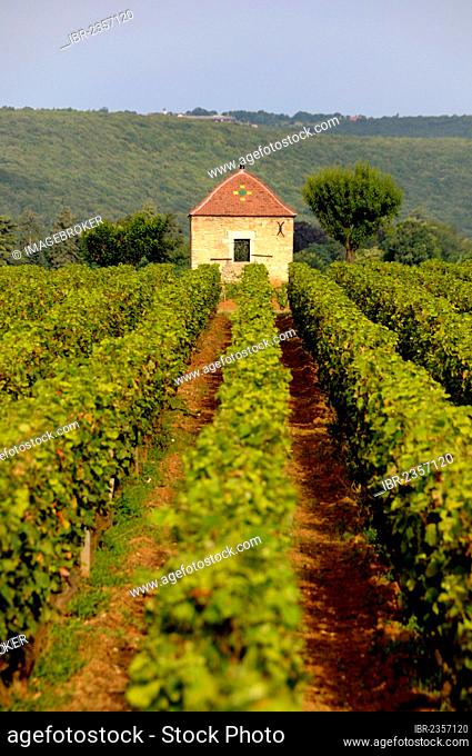 Grapevines, premier cru vineyard between Pernand Vergelesses and Savigny les Beaune, Burgundy, France, Europe