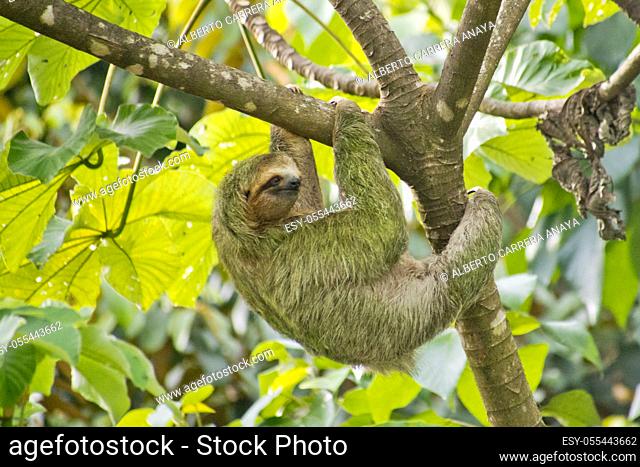 Pale-throated Sloth, Bradypus tridactylus, Three-toed Sloth, Tropical Rainforest, Marino Ballena National Park, Uvita de Osa, Puntarenas, Costa Rica