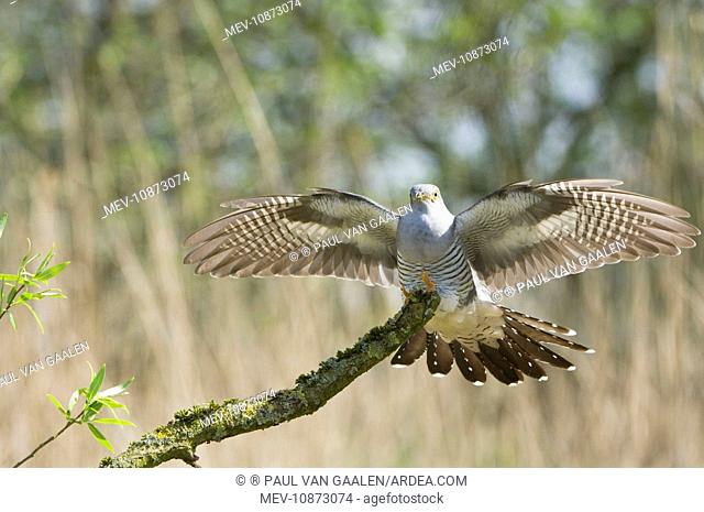 Common Cuckoo - Adult male display (Cuculus canorus). Overijssel - De Wieden - The Netherlands