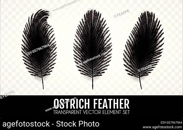 Realistic Feathers Set. Elegant Isolated Ostrich Feather Collection on Transparent Background. Vector illustration
