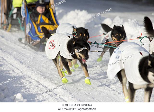 Monica Zappa's sled dogs at the start of the 2014 Iditarod Trail Race in Anchorage